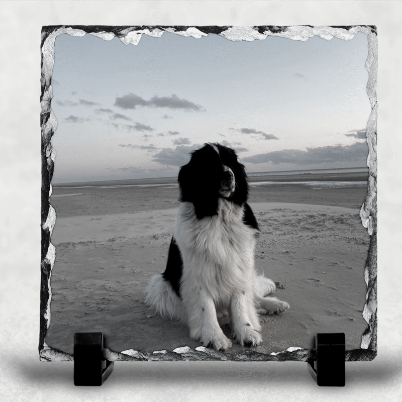 plume ardoise1200x 1200